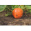 SAFLAX  - BIO - Potiron d'Hokkaido - 5 graines - Cucurbita 2