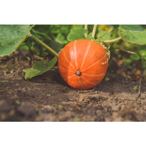 SAFLAX  - BIO - Potiron d'Hokkaido - 5 graines - Cucurbita 1
