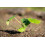 SAFLAX  - BIO - Potiron d'Hokkaido - 5 graines - Cucurbita 4