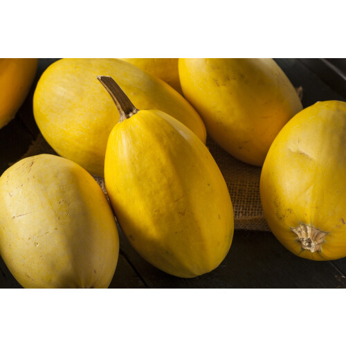 SAFLAX  - BIO - Courge - Spaghetti - 5 graines - Cucurbita 2