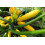 SAFLAX  - Ziucchini - Gold Rush - Cucurbita - 5 Samen 4