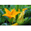 SAFLAX  - Ziucchini - Gold Rush - Cucurbita - 5 Samen 5