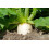 SAFLAX  - BIO - Radis - Daïkon - 100 graines - Raphanus 4