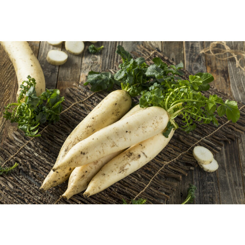 SAFLAX  - BIO - Radis - Daïkon - 100 graines - Raphanus 2