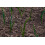 SAFLAX  - BIO - Oignon - Blanc de Lisbonne - 150 graines - Allium 5