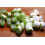 SAFLAX  - BIO - Oignon - Blanc de Lisbonne - 150 graines - Allium 4