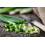 SAFLAX  - BIO - Oignon - Blanc de Lisbonne - 150 graines - Allium 6