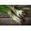 SAFLAX  - BIO - Ciboule - Ishikura - 150 graines - Allium 2