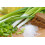 SAFLAX  - BIO - Ciboule - Ishikura - 150 graines - Allium 7