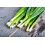 SAFLAX  - BIO - Ciboule - Ishikura - 150 graines - Allium 4