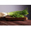 SAFLAX  - BIO - Ciboule - Ishikura - 150 graines - Allium 5
