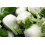 SAFLAX - BIO - Finocchio - 100 semi - Foeniculum 2