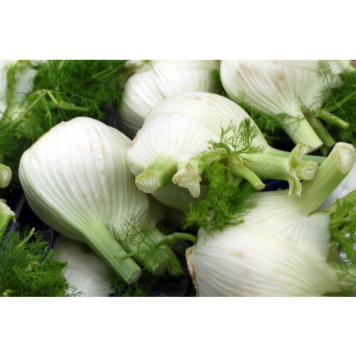 SAFLAX - BIO - Finocchio - 100 semi - Foeniculum 1