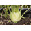 SAFLAX - BIO - Finocchio - 100 semi - Foeniculum 6