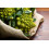 SAFLAX  - BIO - Chou - Romanesco - 50 graines - Brassica 3