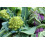 SAFLAX  - BIO - Chou - Romanesco - 50 graines - Brassica 5
