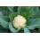 SAFLAX  - Blumenkohl - Schneeball - Brassica - 70 Samen 5