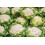 SAFLAX  - Blumenkohl - Schneeball - Brassica - 70 Samen 7