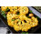 SAFLAX  - Blumenkohl - Schneeball - Brassica - 70 Samen 4