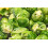 SAFLAX  - Rosenkohl - Groninger - Brassica - 30 Samen 7