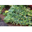 SAFLAX  - Rosenkohl - Groninger - Brassica - 30 Samen 4