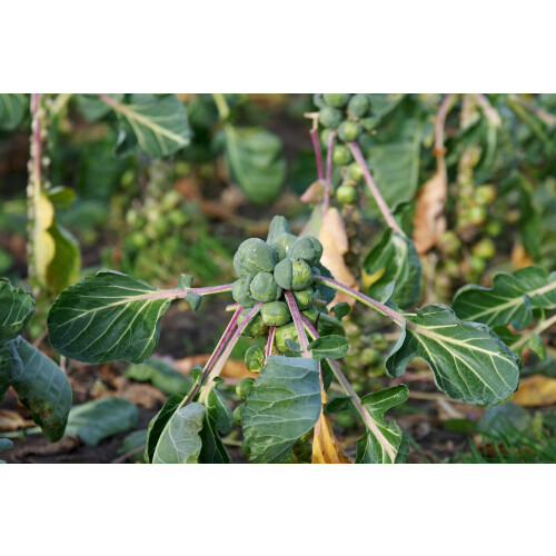 SAFLAX  - Rosenkohl - Groninger - Brassica - 30 Samen 1