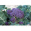 SAFLAX  - Broccoli – Purple - Brassica - 150 Samen 6