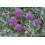 SAFLAX  - Broccoli – Purple - Brassica - 150 Samen 2