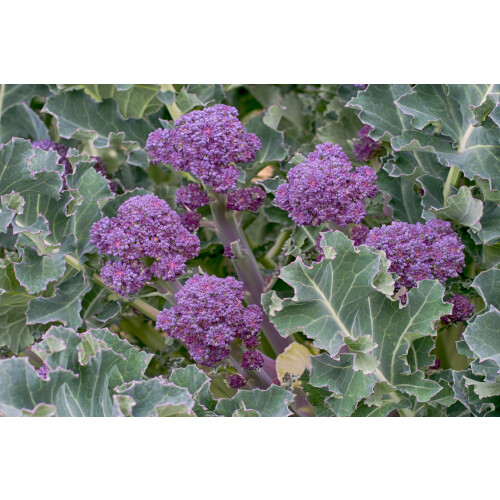 SAFLAX  - Broccoli – Purple - Brassica - 150 Samen 1