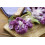 SAFLAX  - Broccoli – Purple - Brassica - 150 Samen 3