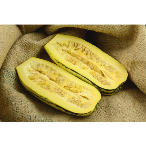 SAFLAX  - BIO - Courge - Delicata - 6 graines - Cucurbita 2