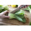 SAFLAX  - BIO - Bok choy - 300 graines - Brassica 3