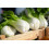 SAFLAX  - BIO - Bok choy - 300 graines - Brassica 5