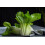 SAFLAX  - BIO - Bok choy - 300 graines - Brassica 4