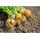 SAFLAX  - Rübe - Goldana - Brassica - 500 Samen 7