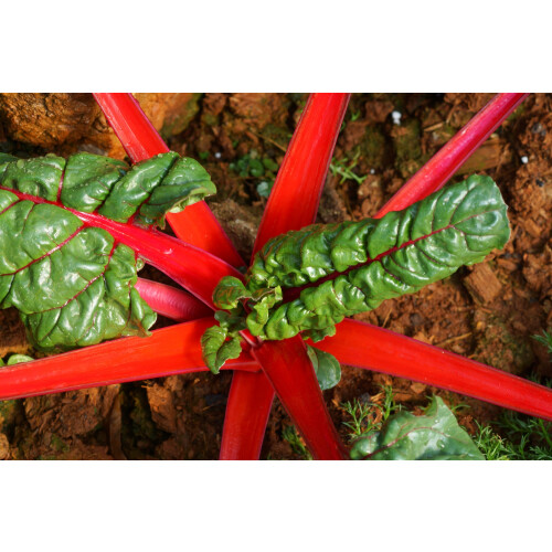SAFLAX  - BIO - Rhubarbe - 50 graines - Beta 2