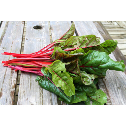 SAFLAX  - BIO - Rhubarbe - 50 graines - Beta 1