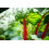 SAFLAX  - BIO - Rhubarbe - 50 graines - Beta 7