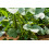 SAFLAX  - Edamame - Glycine - 8 Samen 3
