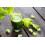 SAFLAX  - Sellerie - Apium - 500 Samen 2