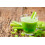 SAFLAX  - Sellerie - Apium - 500 Samen 6