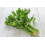 SAFLAX  - Sellerie - Apium - 500 Samen 5