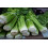 SAFLAX  - Sellerie - Apium - 500 Samen 3