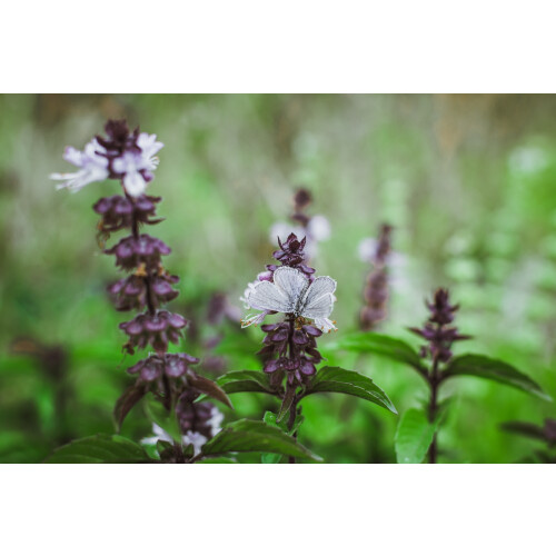 SAFLAX  - Thai Basilikum - Ocimum - 250 Samen 2