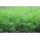 SAFLAX  - Dill - Anethum - 700 Samen 3