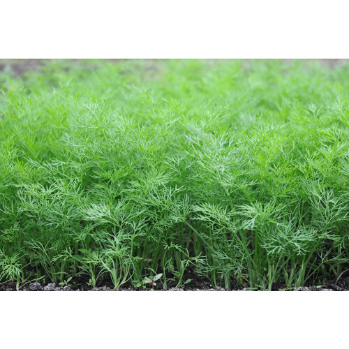 SAFLAX  - Dill - Anethum - 700 Samen 2