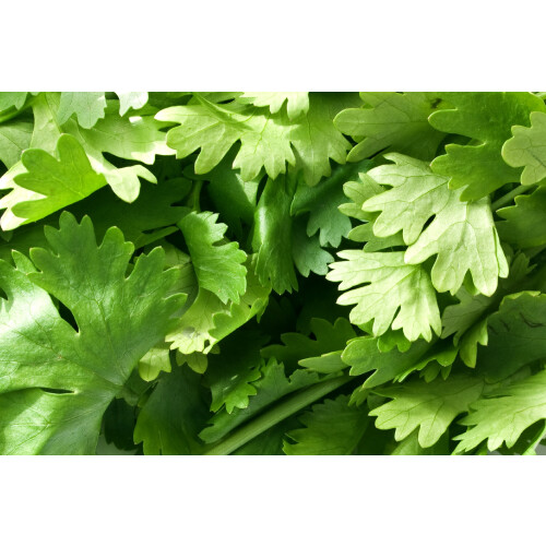 SAFLAX  - Koriander - Coriandrum - 150 Samen 2