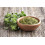 SAFLAX  - Majoran - Origanum - 700 Samen 7
