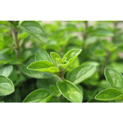 SAFLAX  - Majoran - Origanum - 700 Samen 2