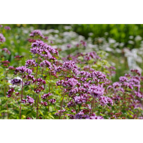 SAFLAX  - Oregano - Origanum - 1500 Samen 2